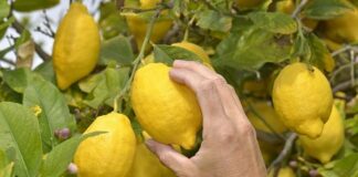 jaki owoc ma najwięcej witaminy c