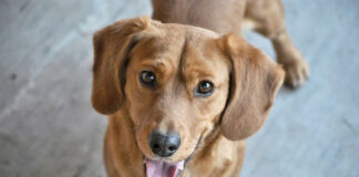 jakie warzywa dla psa