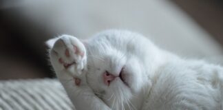 ile można wytrzymać bez snu