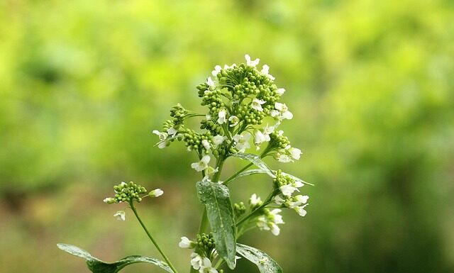 Ile liści chrzanu do ogórków kiszonych?