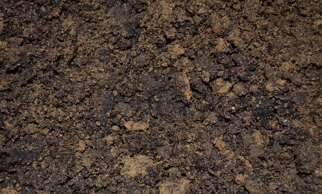 Jak się robi zalewę do grzybów?