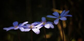 Co lepsze na wątrobę sylimarol czy raphacholin?