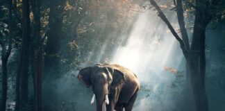 Jak dostać wizę do Tajlandii?