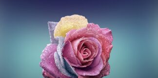 Dlaczego miłość jest ważna w naszym życiu?